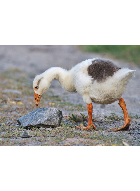 CARTE POSTALE CARTE POSTALE