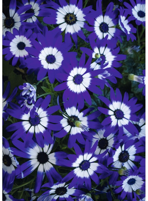 CARTE POSTALE CARTE POSTALE