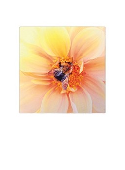 POLA - MINI CARTE POSTALE