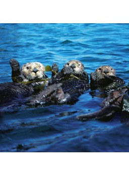 CARTE DOUBLE CARRéE