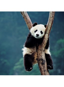 QUADRATISCHE DOPPELKARTE QUADRATISCHE DOPPELKARTE