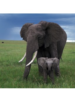 CARTE DOUBLE CARRéE