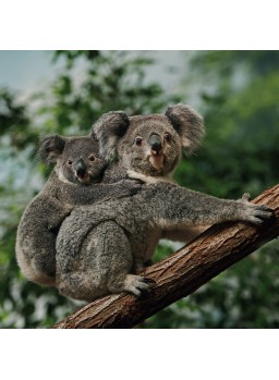 QUADRATISCHE DOPPELKARTE QUADRATISCHE DOPPELKARTE