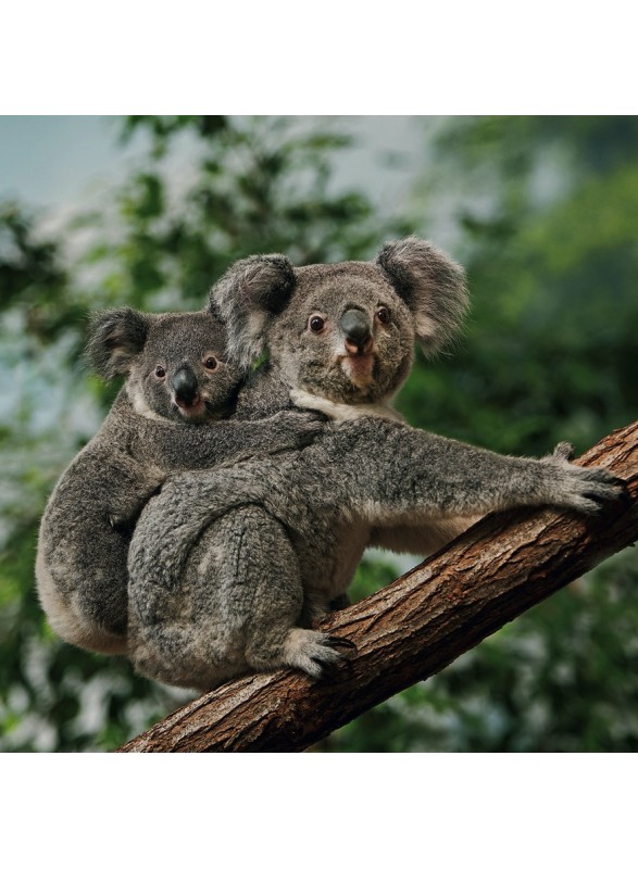 QUADRATISCHE DOPPELKARTE QUADRATISCHE DOPPELKARTE