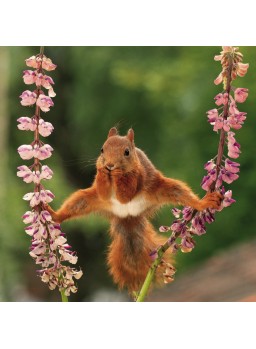 QUADRATISCHE DOPPELKARTE