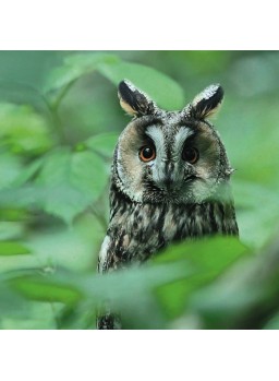 QUADRATISCHE DOPPELKARTE