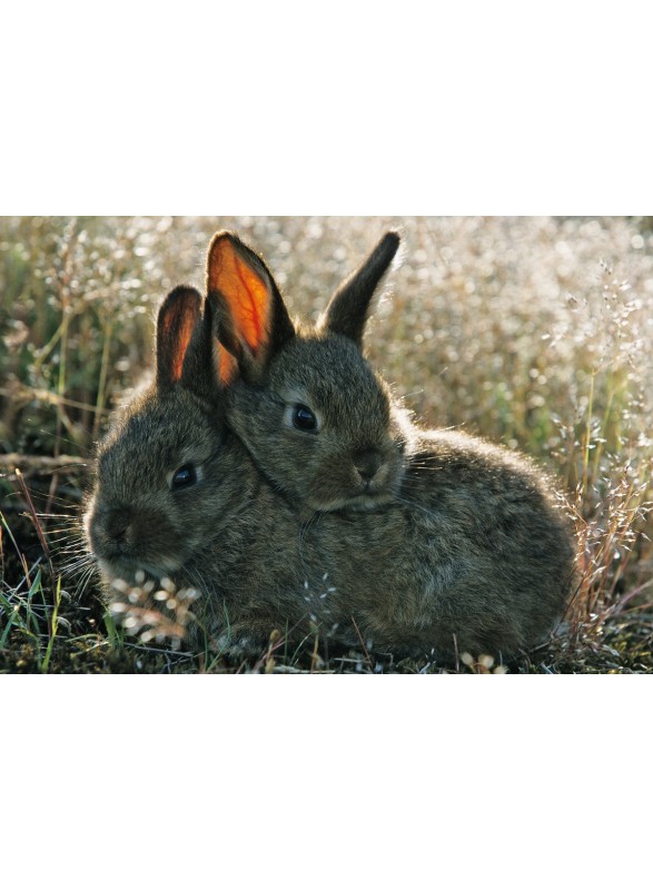 CARTE POSTALE CARTE POSTALE