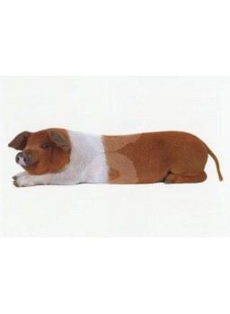 CARTE POSTALE D\'ART