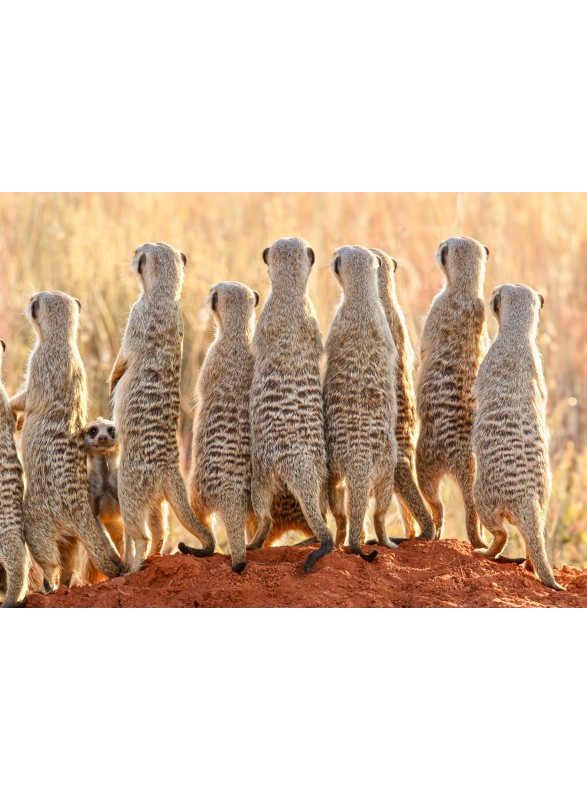CARTE POSTALE CARTE POSTALE